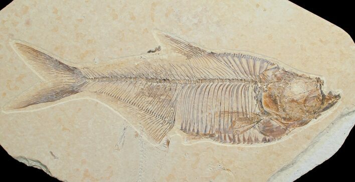 Diplomystus Fossil Fish - Wyoming #6601